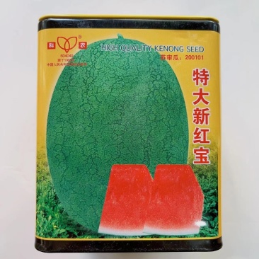科农新红宝西瓜种子中熟优质抗病丰产耐旱耐湿椭圆形网纹西瓜