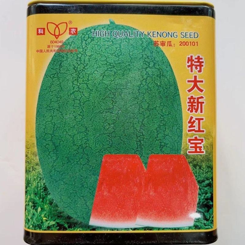 科农新红宝西瓜种子中熟优质抗病丰产耐旱耐湿椭圆形网纹西瓜