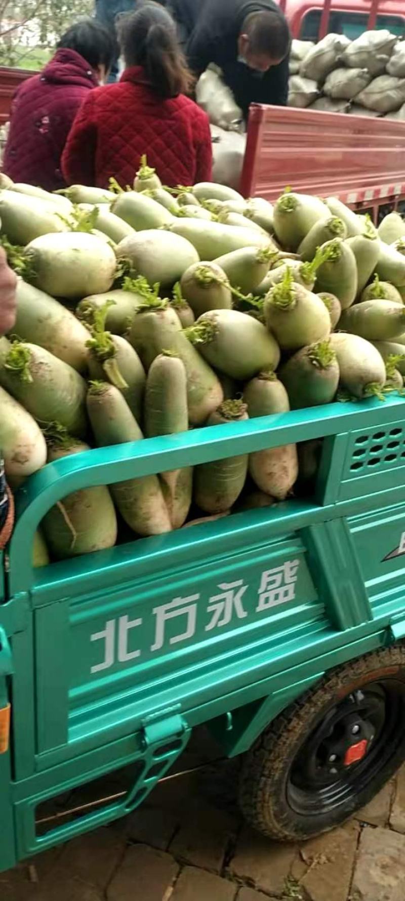 【优选】青萝卜-淮阳产地一手货源-质量好-价格低-欢迎电联