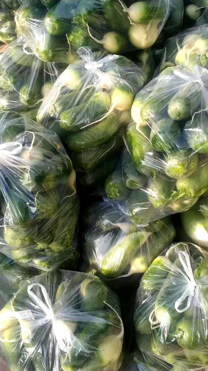 【优选】青萝卜-淮阳产地一手货源-质量好-价格低-欢迎电联