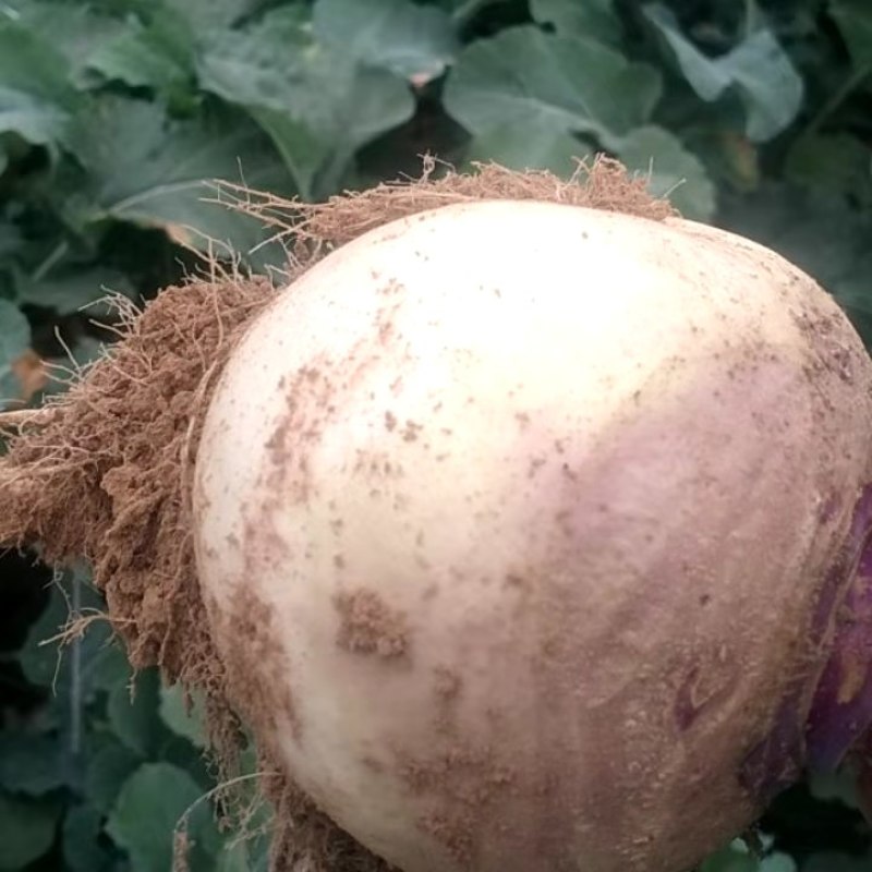 圆菜头，芜菁诸葛菜，圆萝卜，基地发货，个头大量大从优