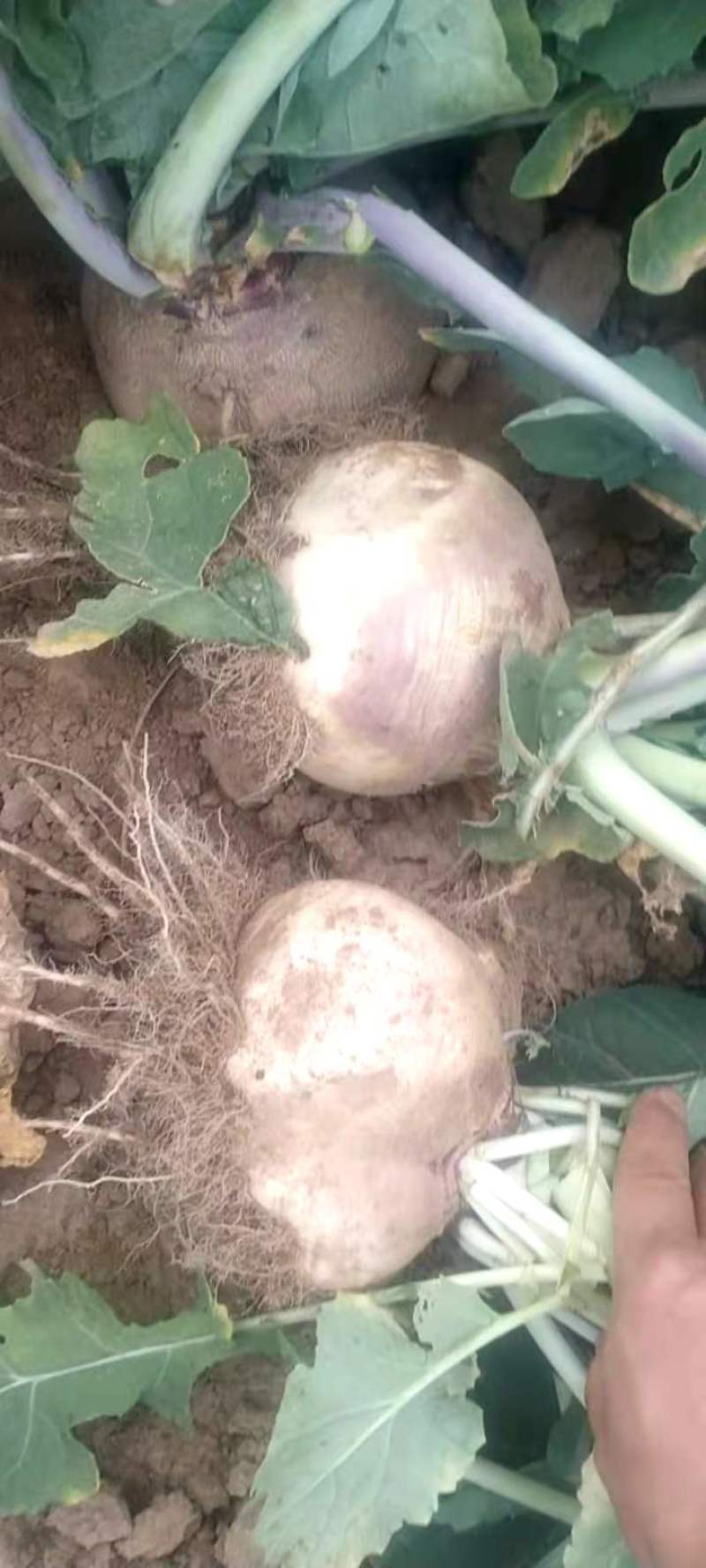 圆菜头，芜菁诸葛菜，圆萝卜，基地发货，个头大量大从优