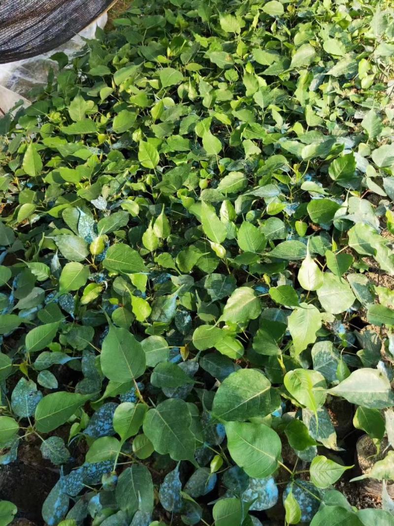 菩提榕小袋苗15-20高