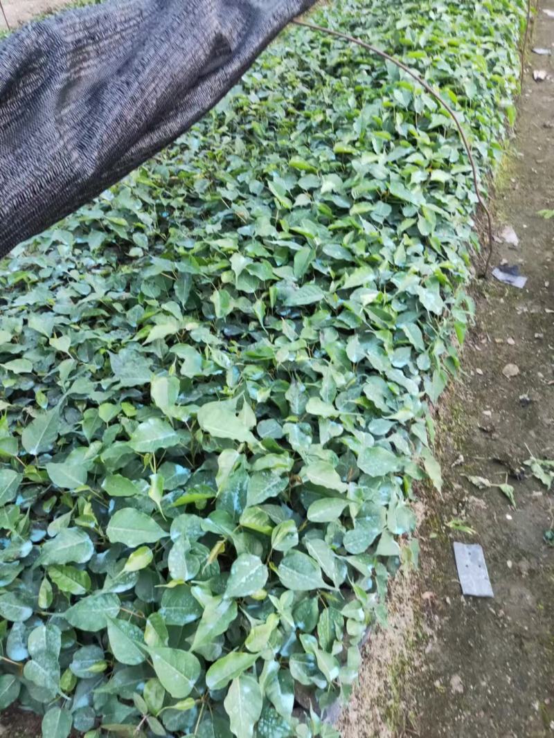 菩提榕小袋苗15-20高