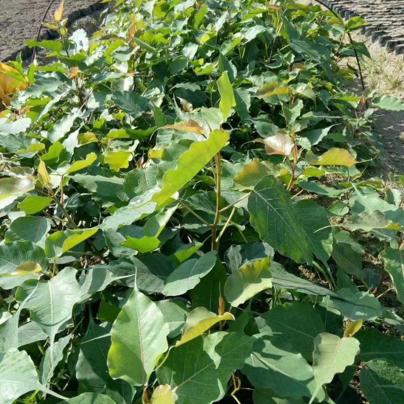 菩提榕小袋苗15-20高