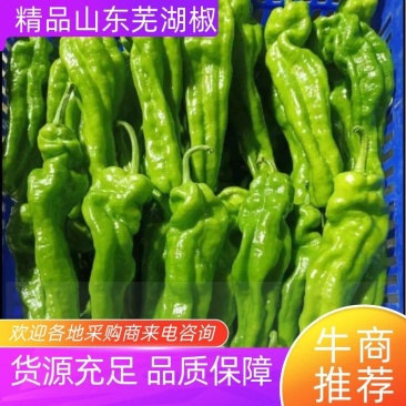 【精选】山东芜湖椒/薄皮椒，大量上市，全年持续供应