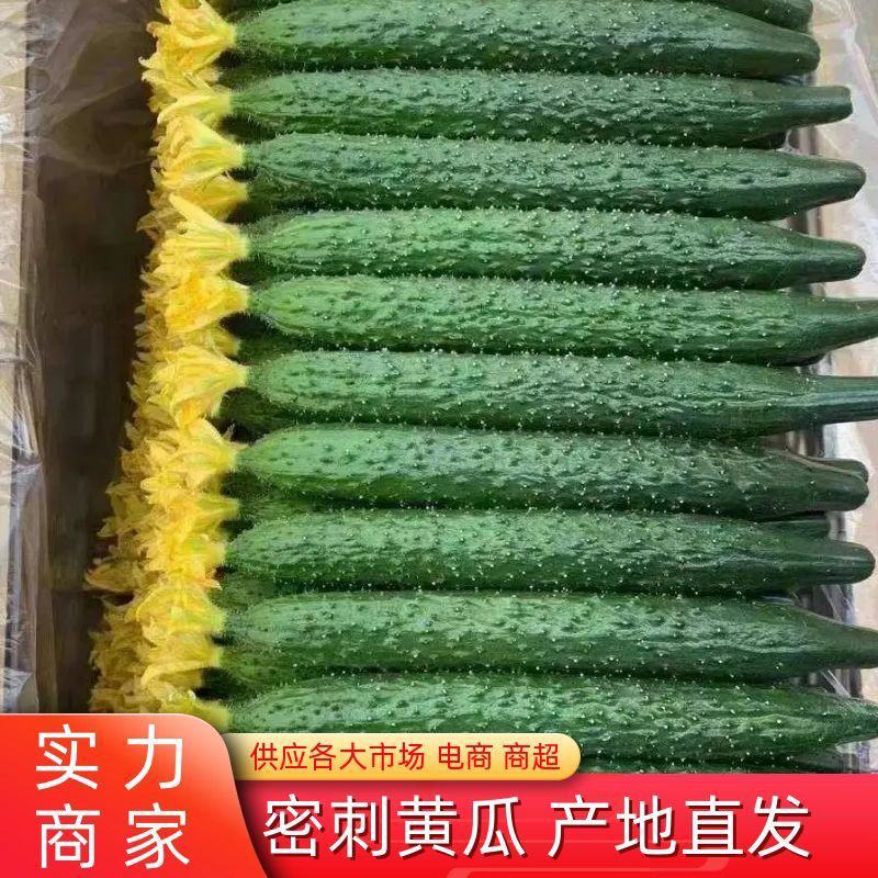 精品刺黄瓜，亮条黄瓜，顶花带刺，全年供应