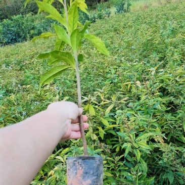 木荷小苗各种规格