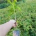 木荷小苗各种规格
