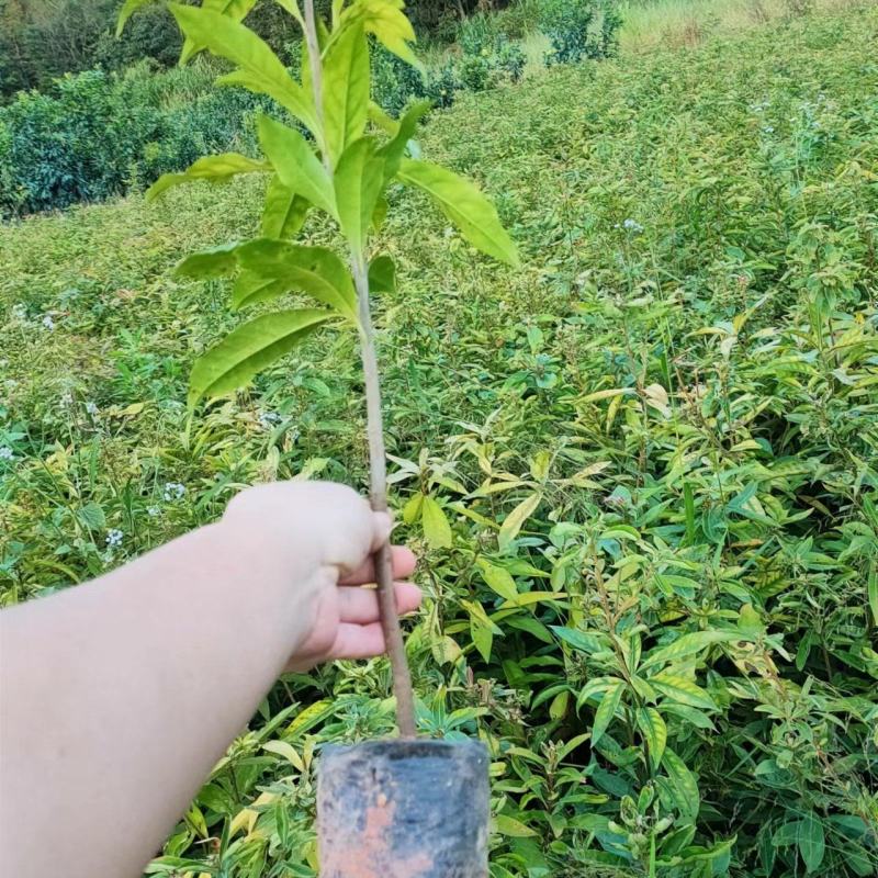木荷小苗各种规格