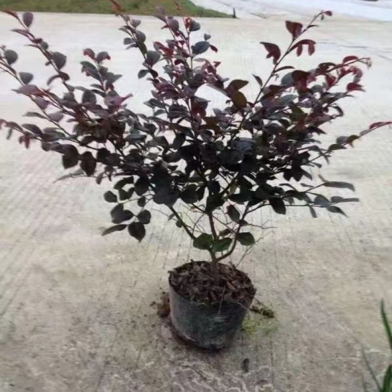 红花继木