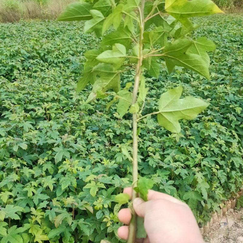供应各种规格枫香