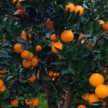 【火爆热销】脐橙产地大量供应鲜果采摘，口感甜，多汁化渣