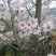 日本晚早樱