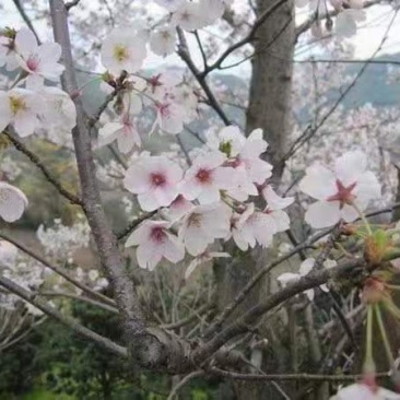 日本晚早樱