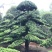 【精品】罗汉松，本苗圃长期供应桂花，罗汉松，香樟等，
