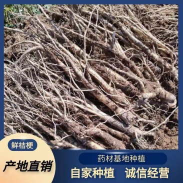 包邮价鲜桔梗根无硫，广东那边地摊鲜参，鲜参在广东那边好卖