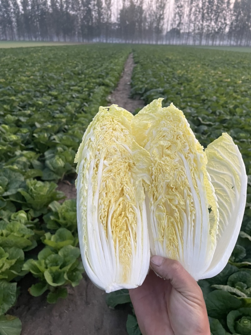 【精品】大小娃娃菜基地、品质优越，一手货源，现货供应