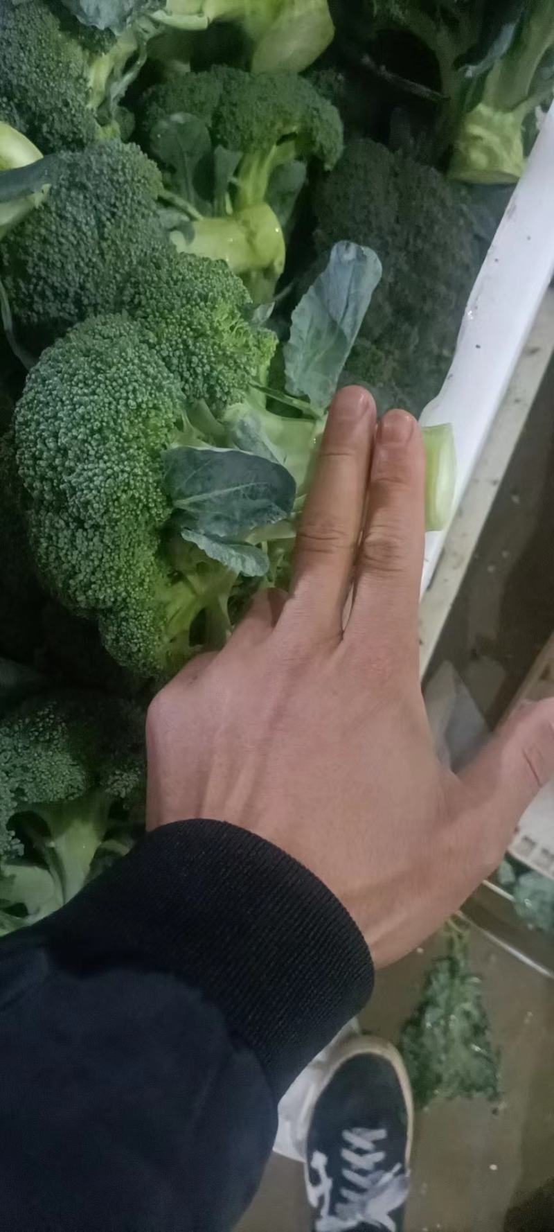 西兰花，质量杠杠的，需要的老客户可提前下