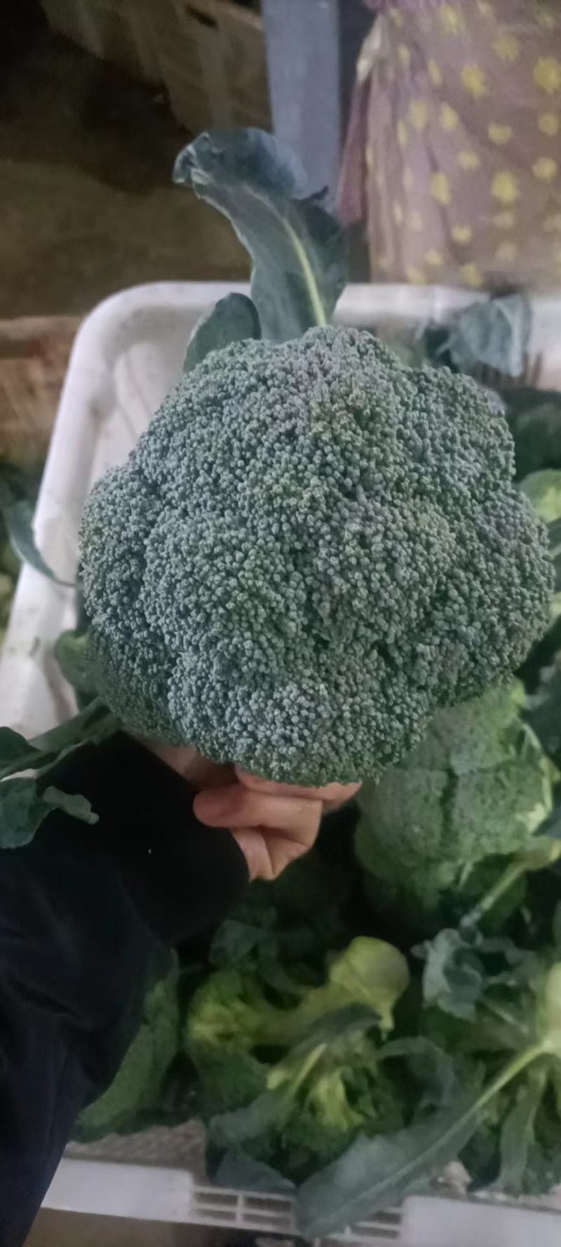 西兰花，质量杠杠的，需要的老客户可提前下