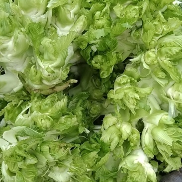 儿菜