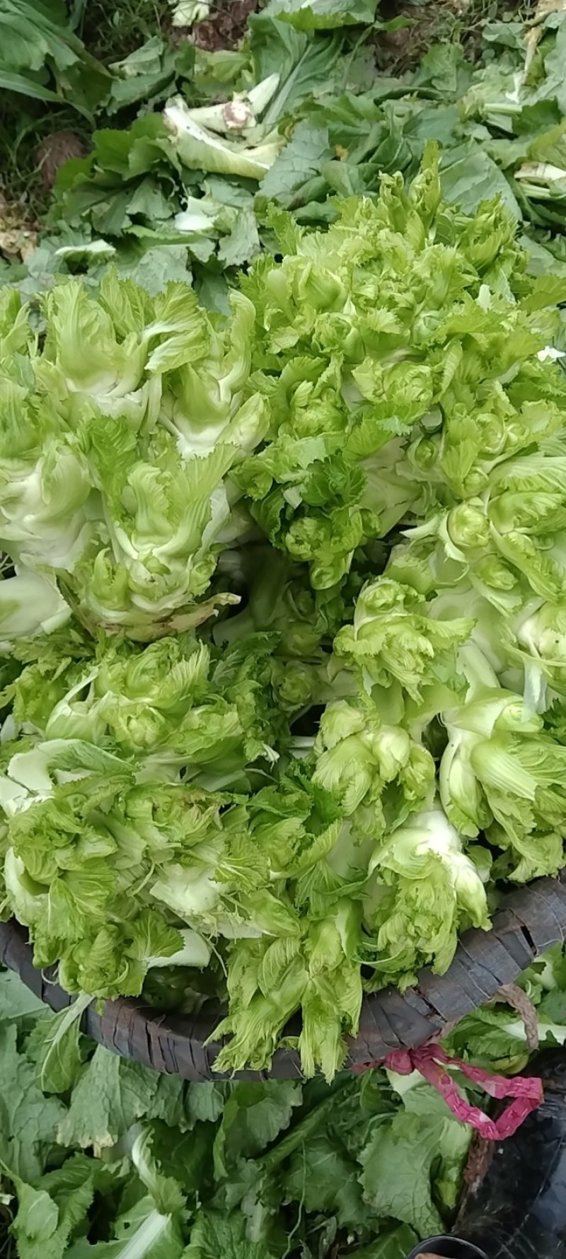 儿菜
