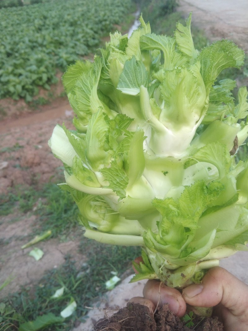 儿菜