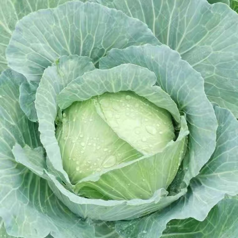 奥奇娜扁包菜大量上市，货品在产地现挖现发可以提供物流