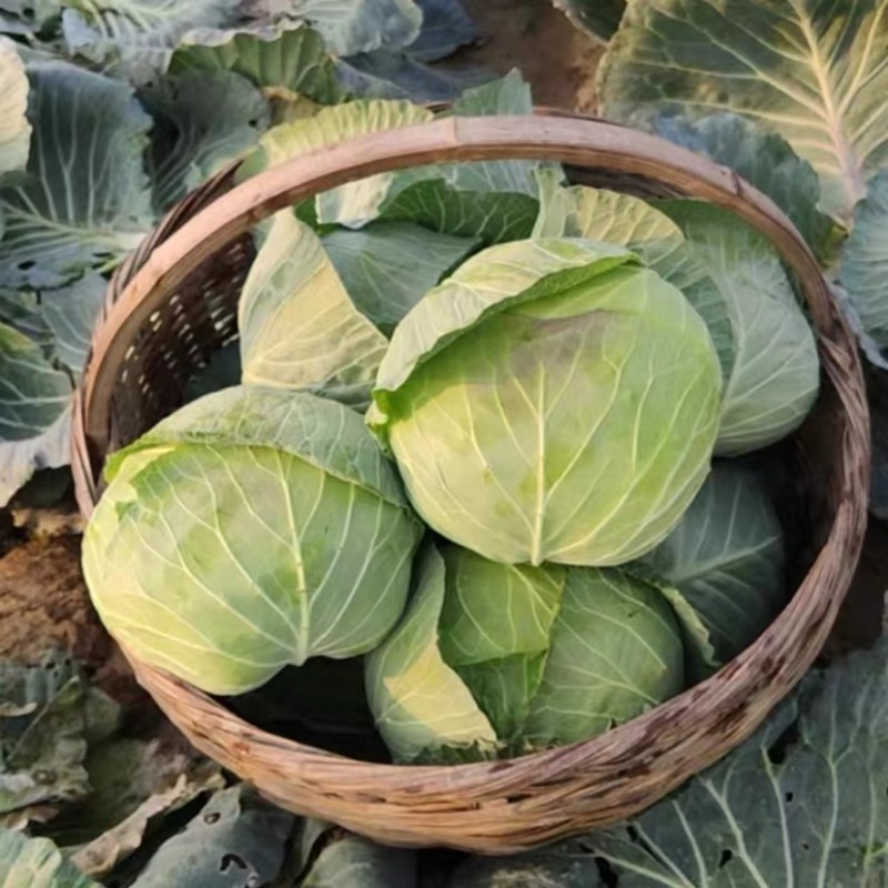 奥奇娜扁包菜大量上市，货品在产地现挖现发可以提供物流
