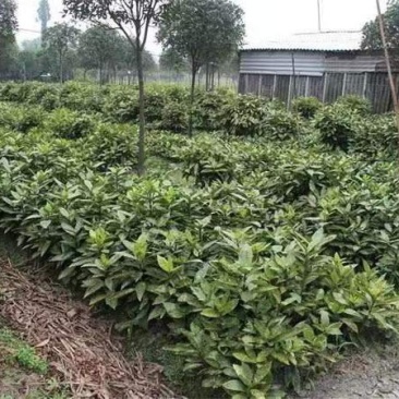 洒金桃叶珊瑚