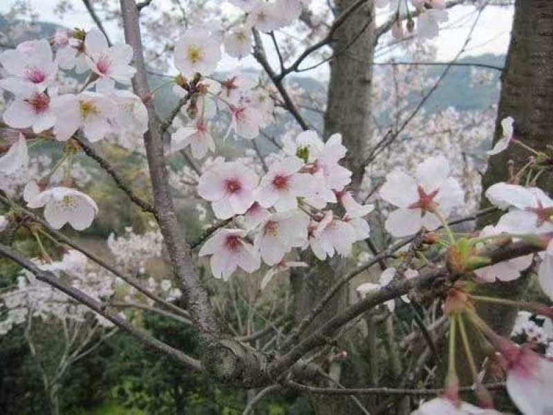 日本紫藤