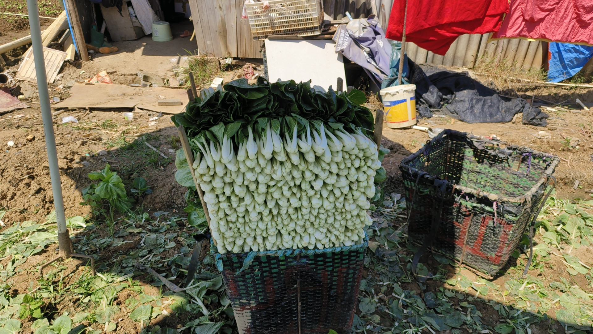 新鲜采摘的生菜整齐摆放在竹篮中