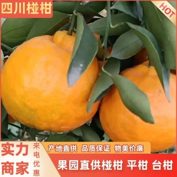 【柑橘类】四川资阳碰柑平柑台柑产地直供规格齐全品质保证