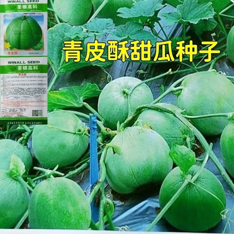 绿佳人甜瓜种子薄皮超甜香瓜种子春季脆瓜早熟高产香瓜籽
