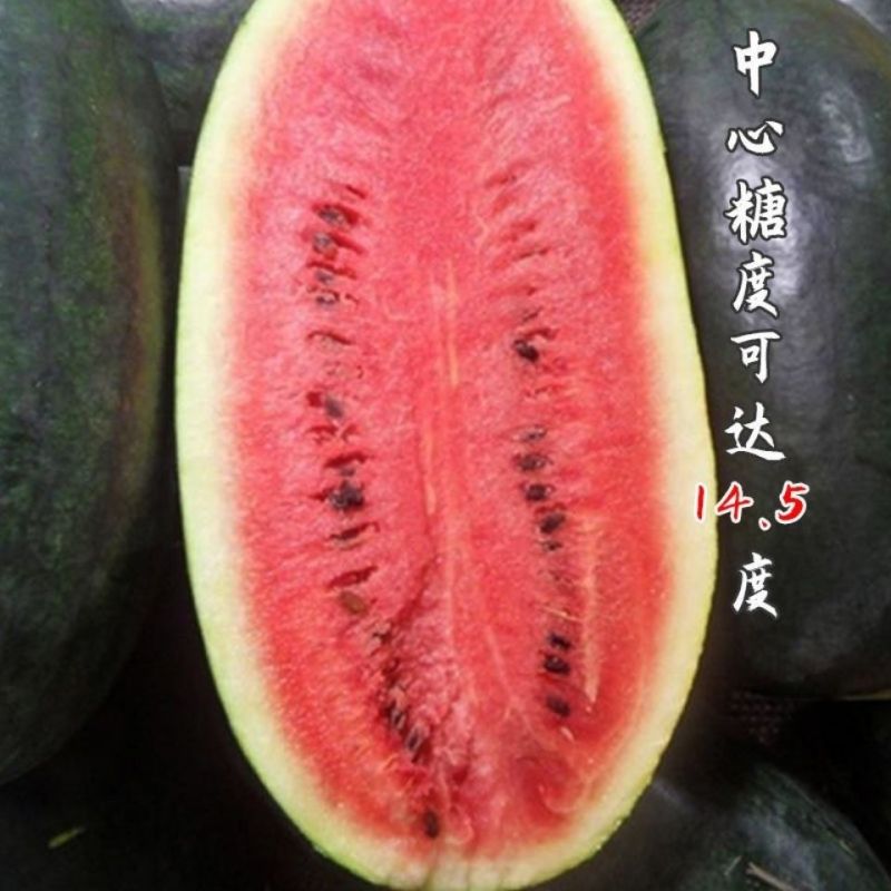 俏美玲大果超甜黑美人西瓜种子早熟适应性广甜脆多汁黑皮西瓜