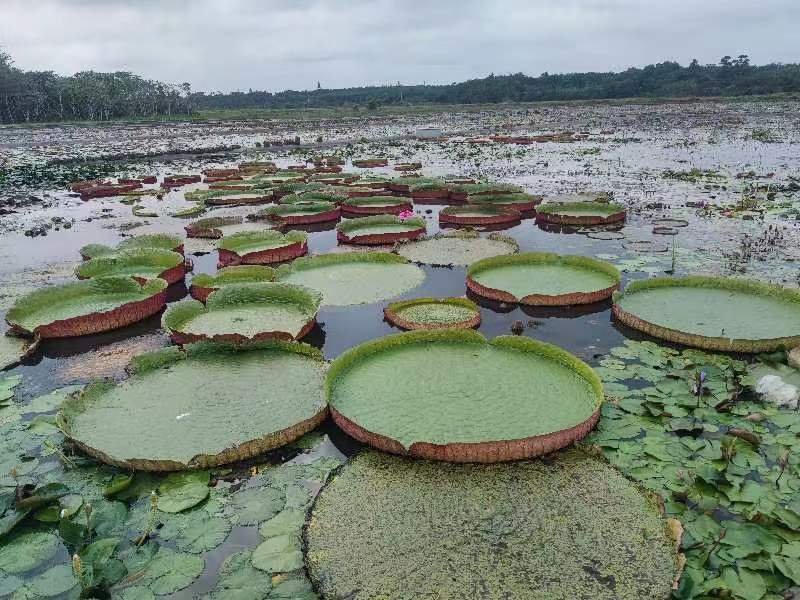 王莲！热带亚热带浮叶水生植物！大花大叶质量保证