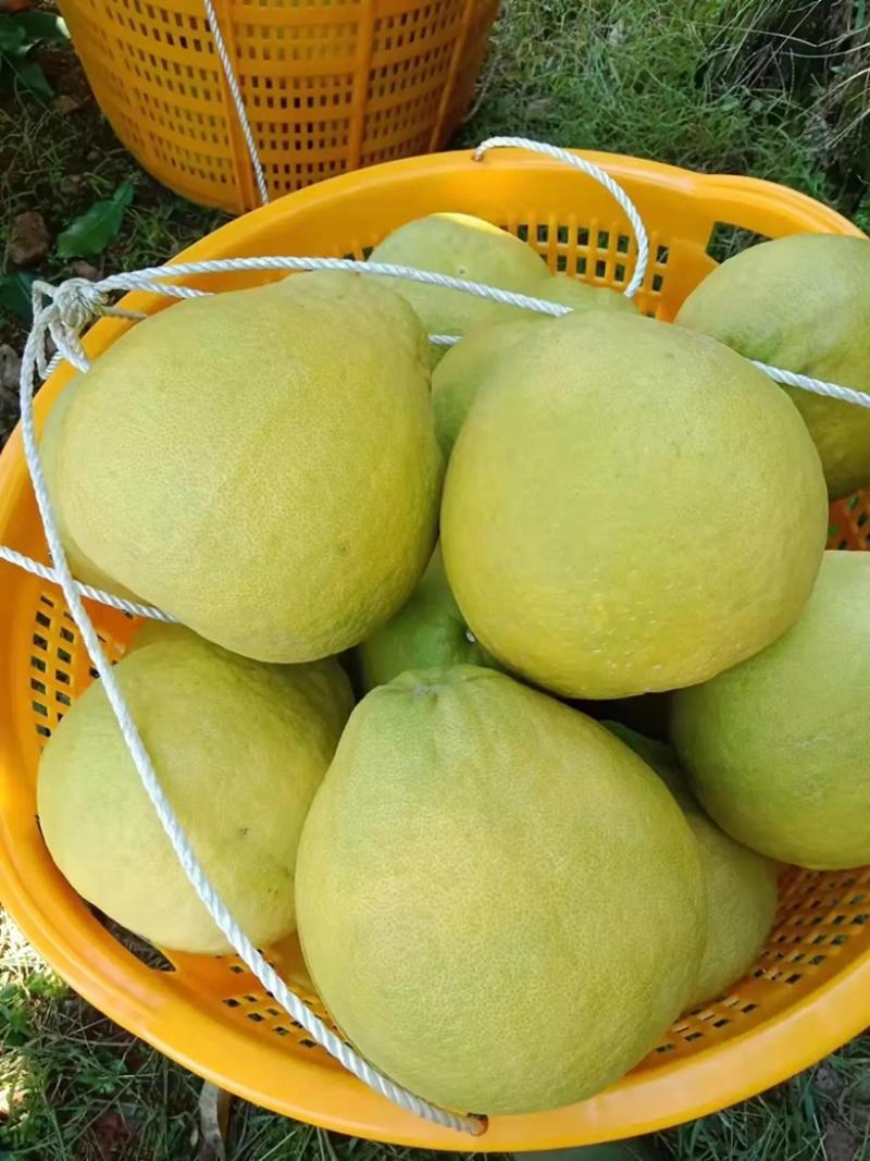 江永香柚大量上市皮薄多汁，施农家肥，农户家一手货源