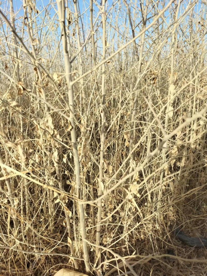 沙枣苗