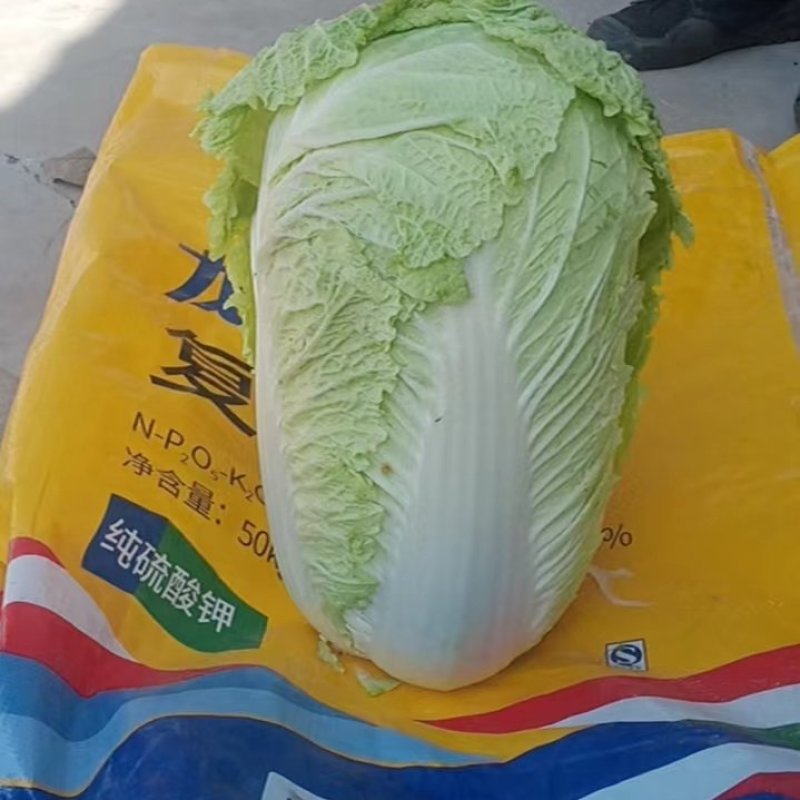 白菜大量上市