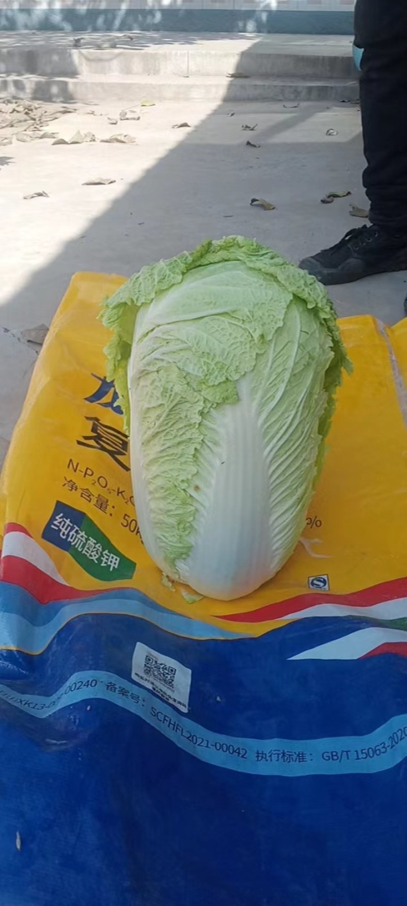 白菜大量上市