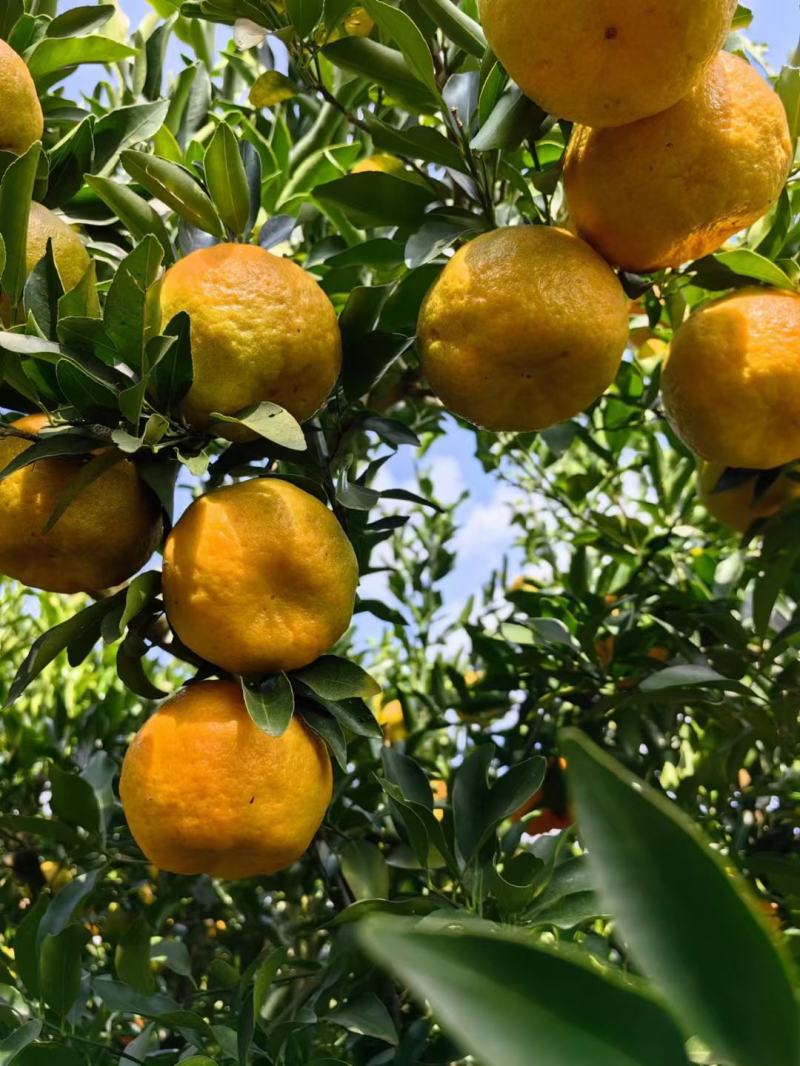 芦甘大量上市