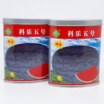 科乐五号西瓜种子高产早熟薄皮大红瓤椭圆形甜王西瓜种50克