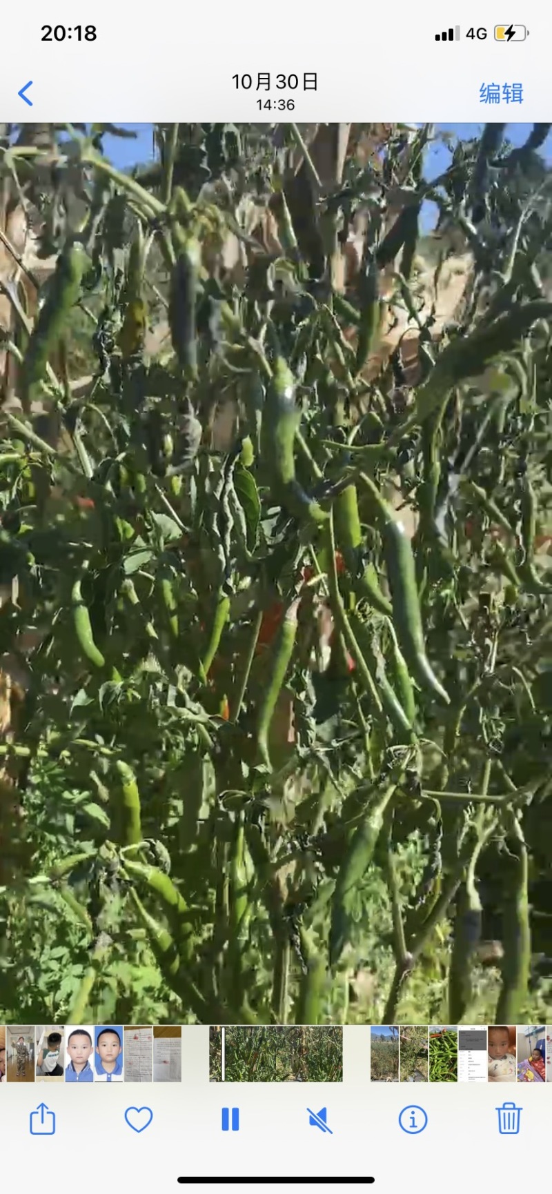 新鲜辣椒