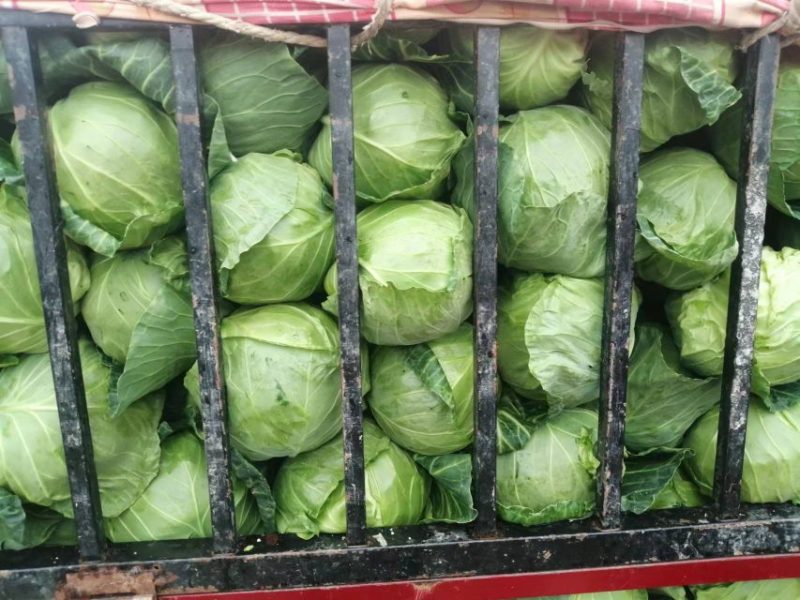 本地圆包菜价格便宜个头1一2斤左右，质量好，可走加工厂