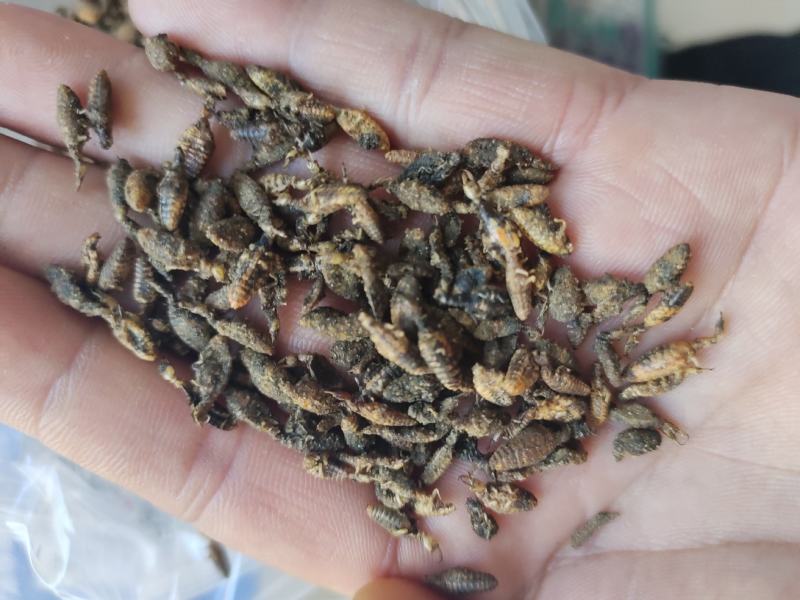 金沙牛地牯牛一手货源欢迎采购量大从优