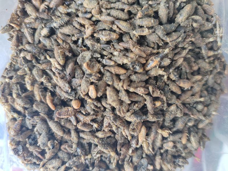 金沙牛地牯牛一手货源欢迎采购量大从优
