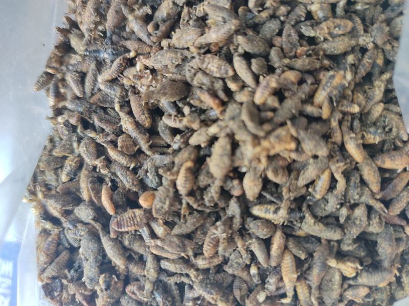 金沙牛地牯牛一手货源欢迎采购量大从优