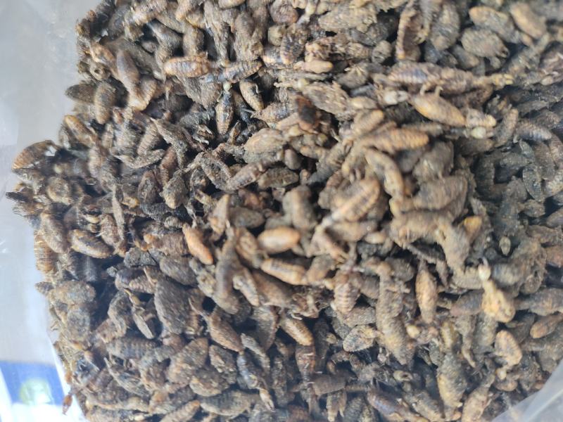 金沙牛地牯牛一手货源欢迎采购量大从优