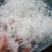 广州人龙须雪燕