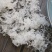 广州人龙须雪燕